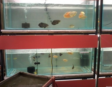 Hanumant Pets Gallery & Aquarium