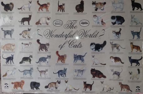 Dog, Cat & Bird Clinic
