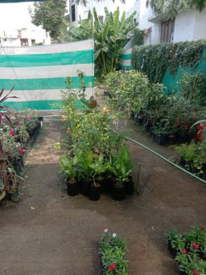 Palvi Nursery