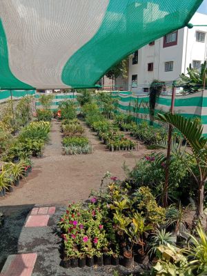 Palvi Nursery