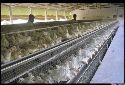 Amruta Hatcheries & Foods