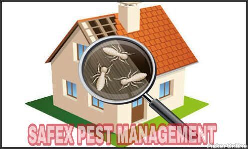 Safex Pest Management