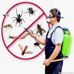 Ideal Pest Control