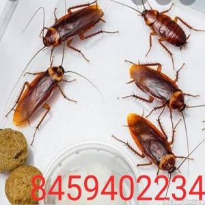 Dev Pest Control Services