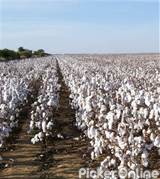 Maharashtra State Co Op Cotton Growers Mktg Federa