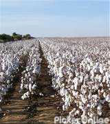 Maharashtra State Co Op Cotton Growers Mktg Federa