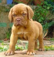 French mastiff pup available