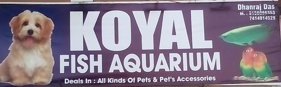 Koyal Fish Aquarium