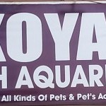 Koyal Fish Aquarium