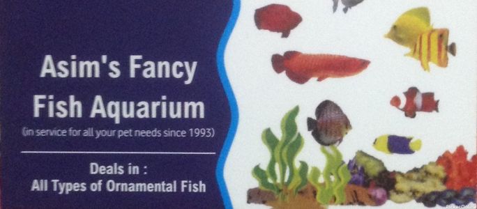 Asim's Fancy Fish Aquarium
