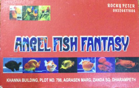 Angle Fish Fantasy