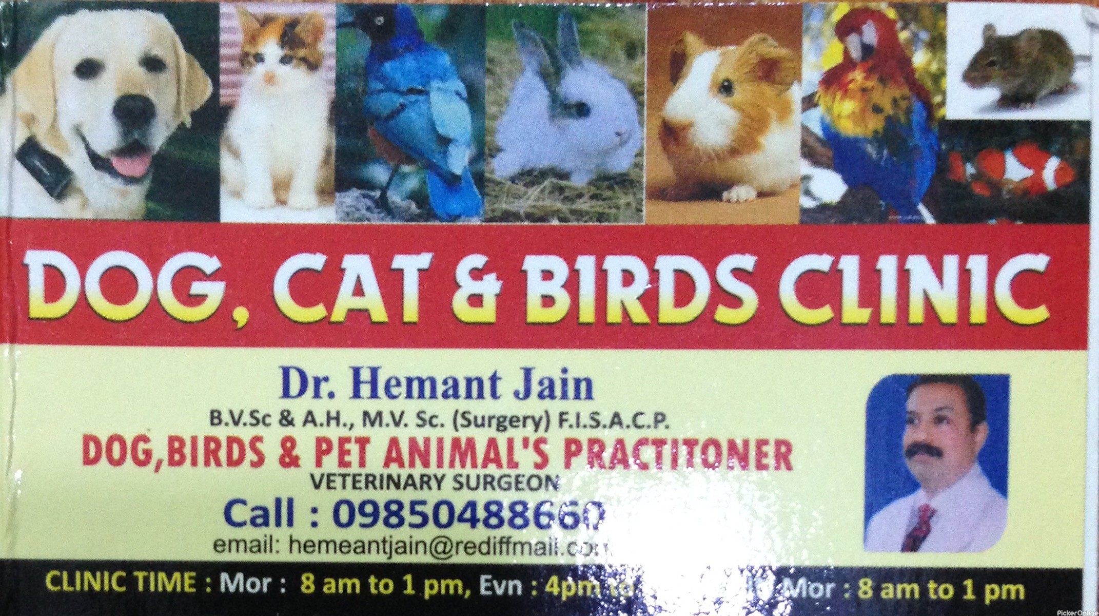 dog bird cat clinic