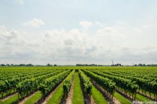 Govt Approved Agriculture Land valuer