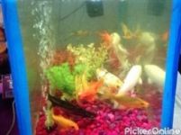 SAFAL AQUARIUM AND PET SHOP