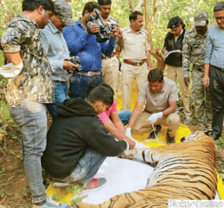 Chief Conservator of Forests & Field Director Pench Tiger Project