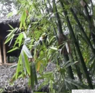 Bamboo Garden