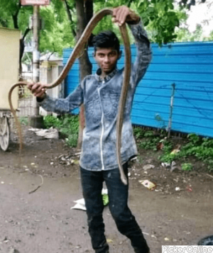 Ajay Snake Catcher