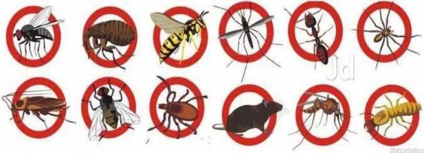 Seva Pest Management Services Pvt. Ltd