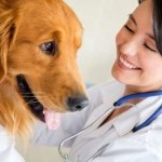 Veterinary Doctors